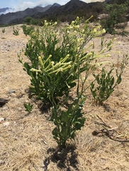 Nicotiana paa