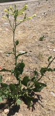 Nicotiana paa
