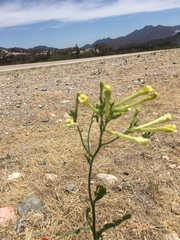 Nicotiana paa