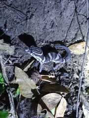 Coleonyx nemoralis