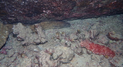 Hexabranchus