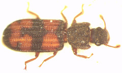 Bitoma carpentariae