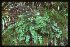 Cryptogramma sitchensis