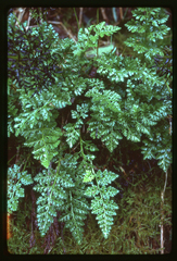 Cryptogramma sitchensis