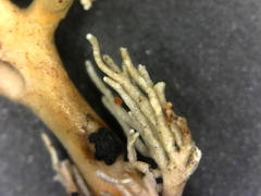 Opegrapha sphaerophoricola