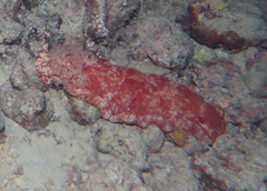 Hexabranchus