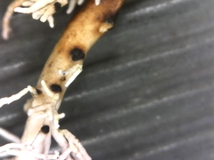 Opegrapha sphaerophoricola