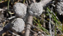 Allocasuarina microstachya