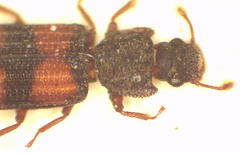 Bitoma carpentariae