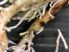 Opegrapha sphaerophoricola