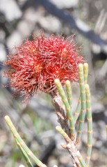 Allocasuarina microstachya