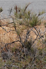 Allocasuarina microstachya