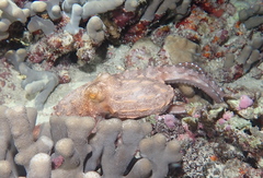Callistoctopus ornatus