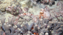 Callistoctopus ornatus