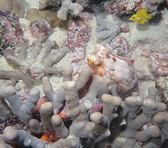 Callistoctopus ornatus