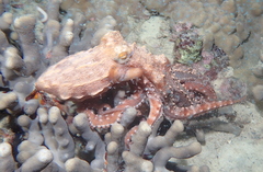 Callistoctopus ornatus