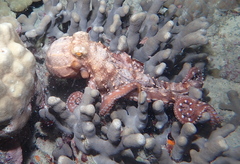 Callistoctopus ornatus