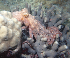 Callistoctopus ornatus