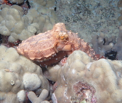 Callistoctopus ornatus