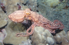 Callistoctopus ornatus