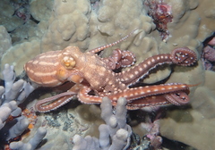 Callistoctopus ornatus
