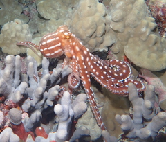 Callistoctopus ornatus