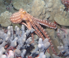 Callistoctopus ornatus