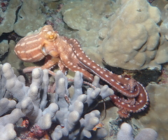 Callistoctopus ornatus