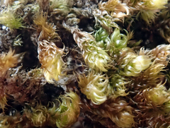 Hypnum cupressiforme cupressiforme