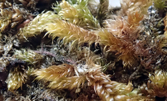 Hypnum cupressiforme cupressiforme