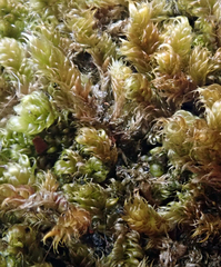 Hypnum cupressiforme cupressiforme