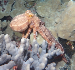 Callistoctopus ornatus