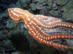 Callistoctopus ornatus