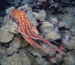 Callistoctopus ornatus