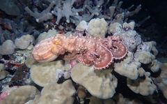 Callistoctopus ornatus