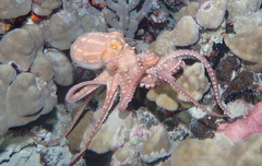 Callistoctopus ornatus
