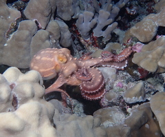 Callistoctopus ornatus