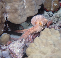 Callistoctopus ornatus