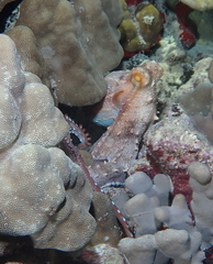Callistoctopus ornatus