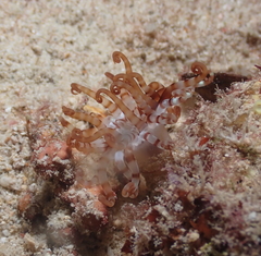 Isarachnanthus bandanensis