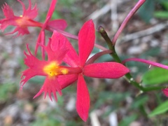 Epidendrum × obrienianum