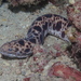 Tiger Snakemoray - Photo (c) Sara Thiebaud, some rights reserved (CC BY-NC), uploaded by Sara Thiebaud