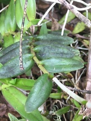 Epidendrum × obrienianum