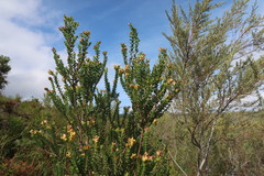 Penaea cneorum gigantea