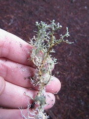 Opegrapha sphaerophoricola