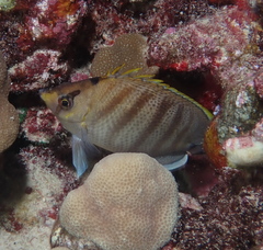 Chaetodon multicinctus