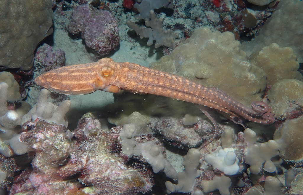 Ornate Night Octopus