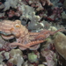 Ornate Night Octopus - Photo (c) Sara Thiebaud, some rights reserved (CC BY-NC), uploaded by Sara Thiebaud