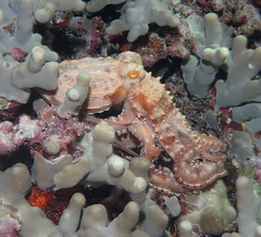 Callistoctopus ornatus