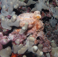 Callistoctopus ornatus